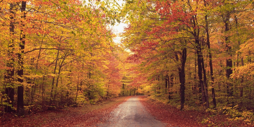 Oh well, it was first day of autumn yesterday! (courtesy of: wallpapersrow.com)
