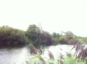 One of the titular lakes of Bedfont Lakes Country Park