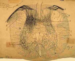 Drawing by Cajal showing a section of the spinal cord
