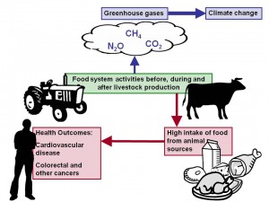 meat production diagram