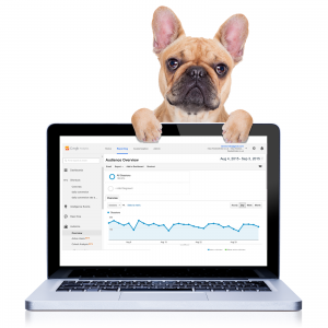 Dog behind a laptop showing Google Analytics