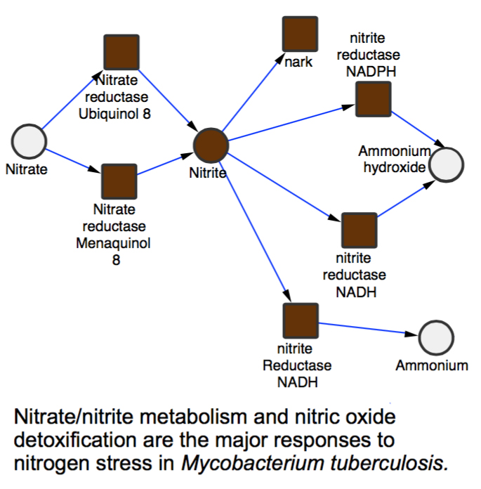 Deciphering the metabolic response of Mycobacterium tuberculosis to nitrogen stress