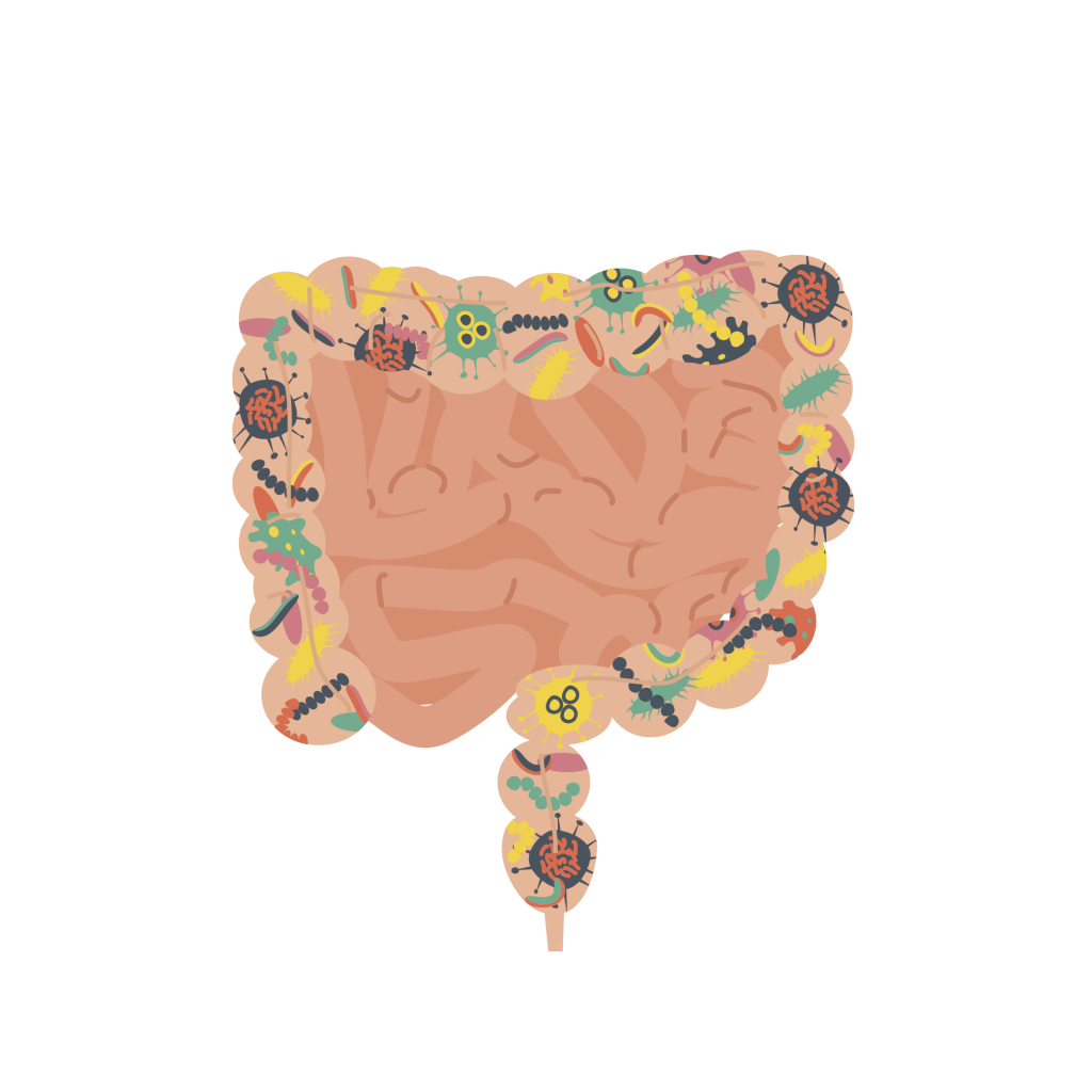 Gut human digestive system