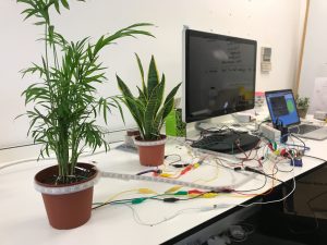 A photograph of plants connected to a computer that could be used in a children's hospice