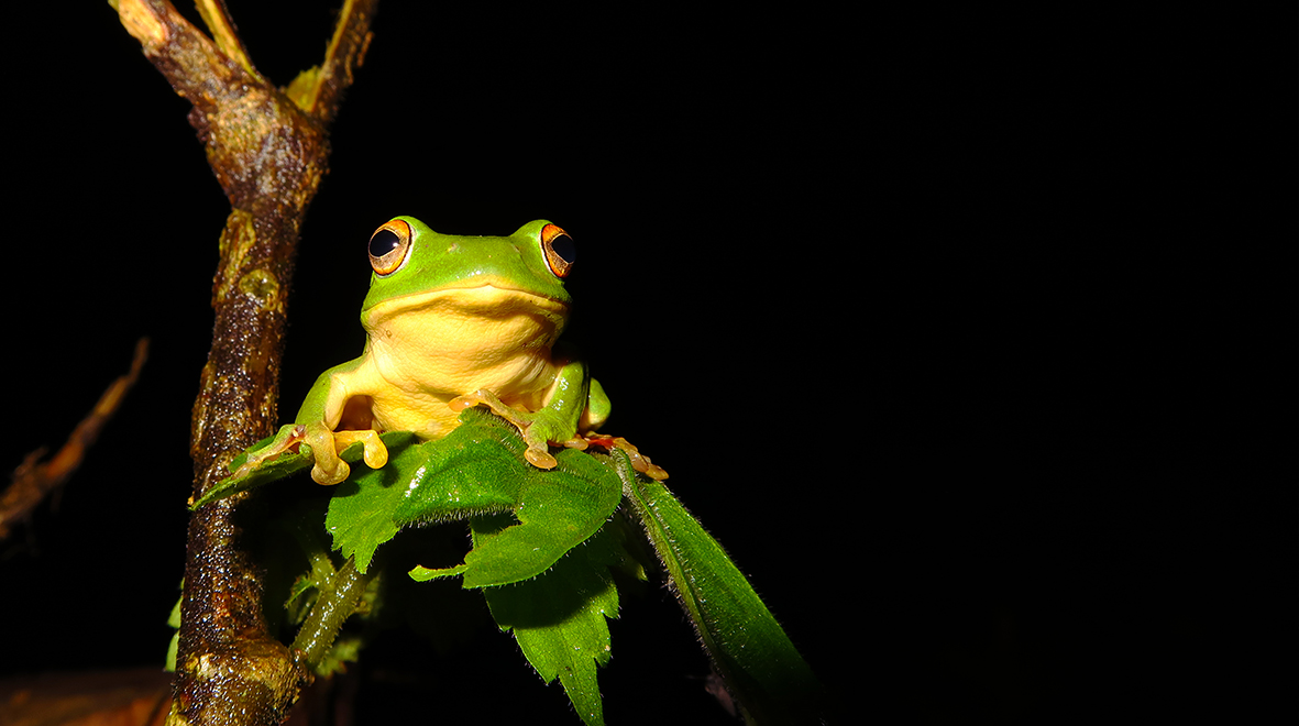 Rhacophorus moltrechti – a species of frog endemic to Taiwan. Photographed by Lin Chun-Fu.