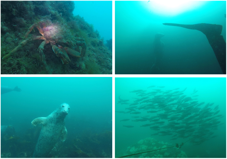 Fig. 1: Recent photos from UK diving trips to Eyemouth (Scotland) & the Farne Islands (Northumberland)