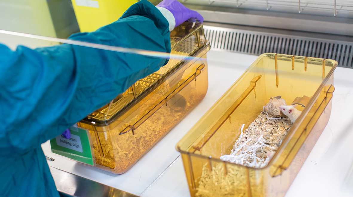 An animal technologist handles mice under a ventilated hood which protects the animals and controls allergens.