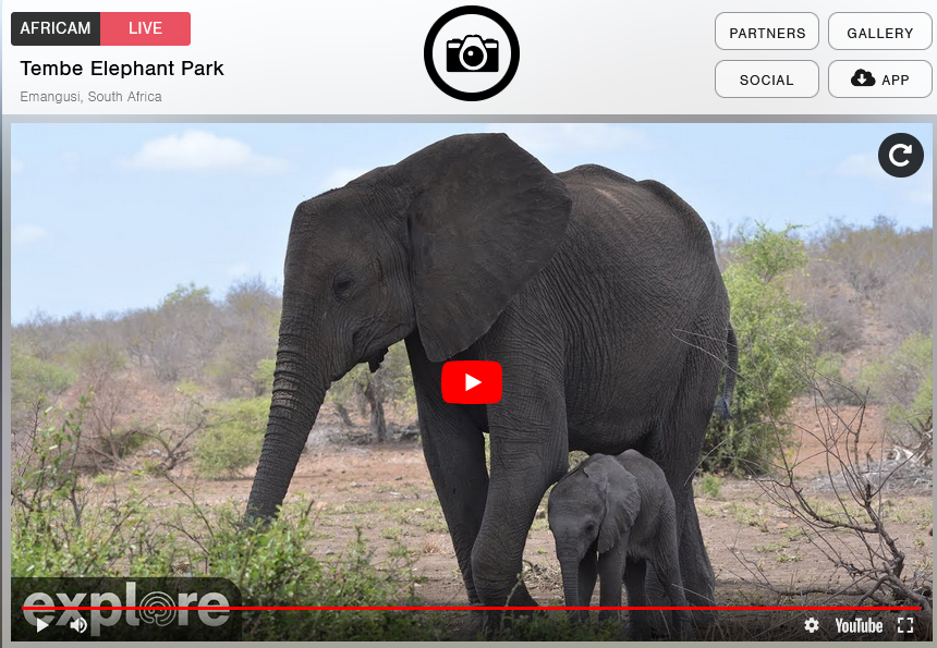 A clip of the screen when you visit the webcam of Tembe Elephant Park