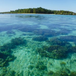 An image of Hoga Island showing the beautiful clear bluey, green sea