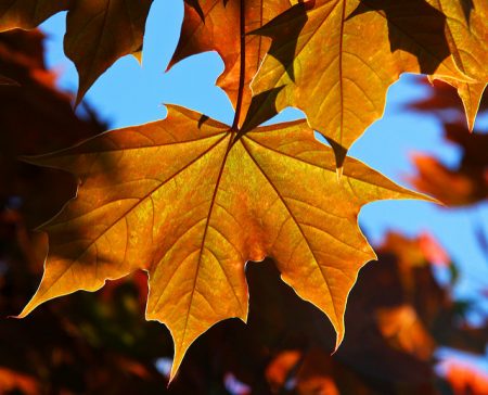 A photograph of autumn leaves