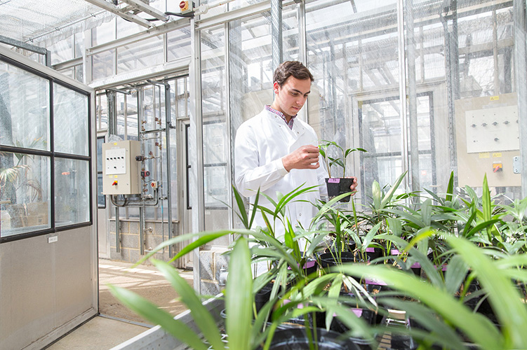 A student examines a plant in a greenhouse.
