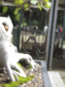 Big spider at Botanical Gardens