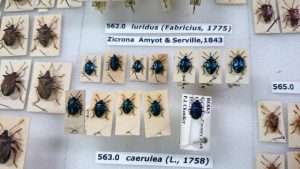 Shieldbugs in the Heteroptera collection at BENHS