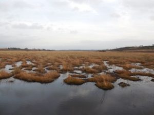 Bog pools at Hartland Moor