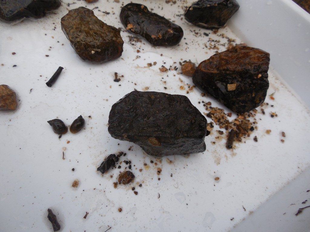 Snails and caddis fly larvae from the Corfe River