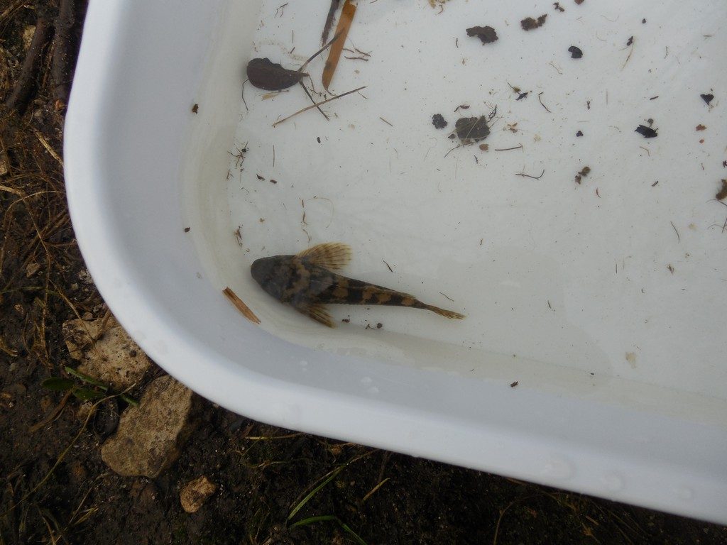 A Bullhead (Cottus gobio) found in the Corfe River