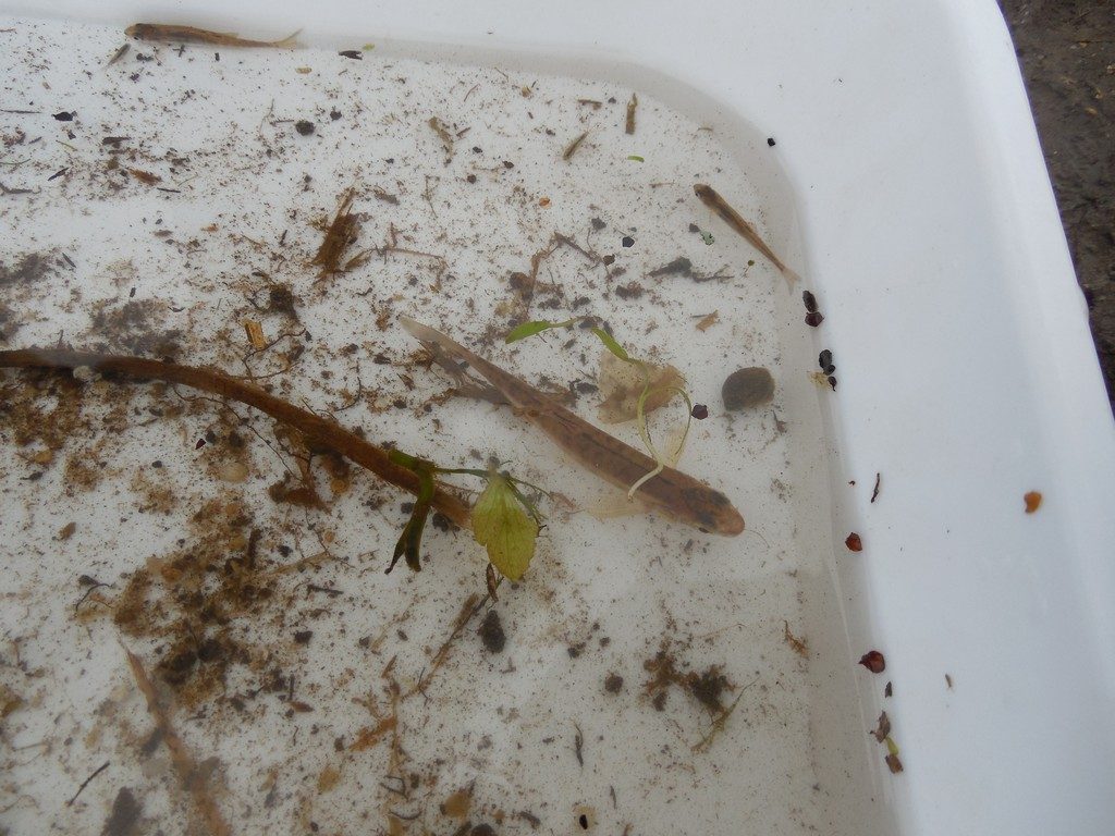 Minnows (Phoxinus phoxinus) from the River Piddle, Dorset