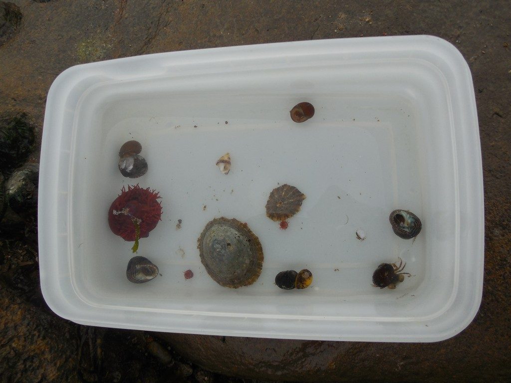 Rockpooling treasures from Swanage