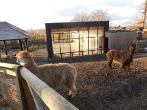 Alpacas at the Horniman Museum