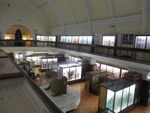 View from the Horniman Museum natural history gallery