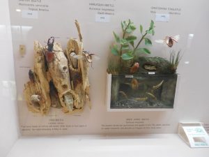 Stag and water beetle dioramas at the Horniman Museum