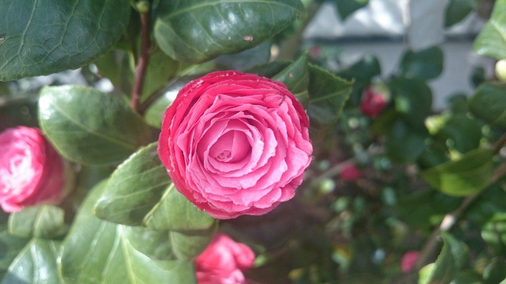 Camellia japonica 'Imbricata' bloom