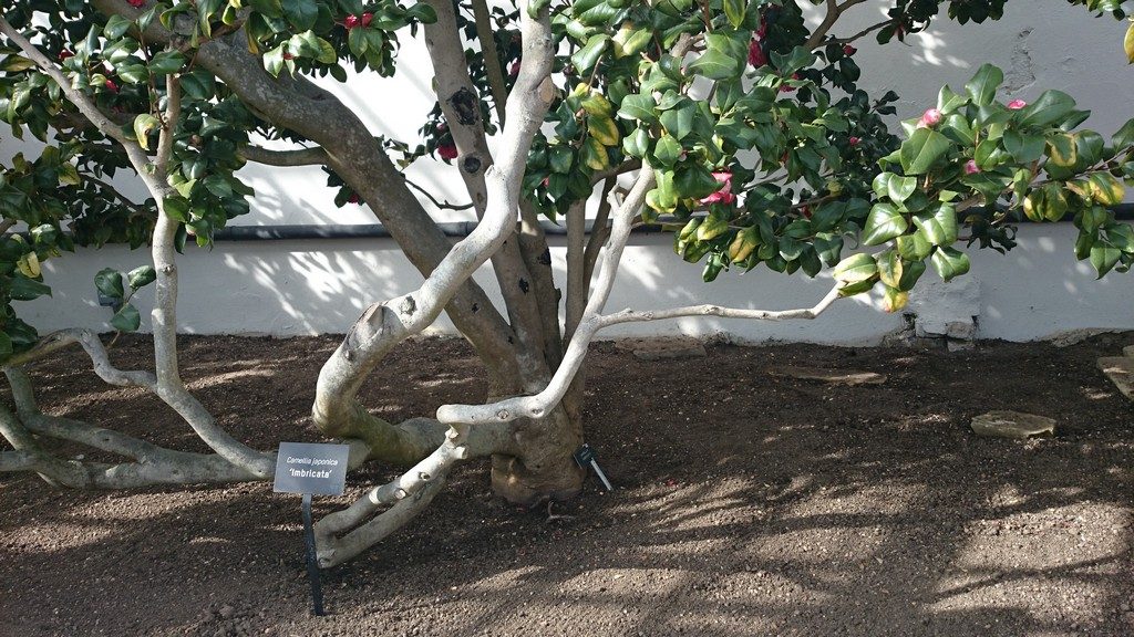 Camellia japonica 'Imbricata'