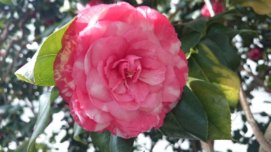 Pink and white Camellia flower