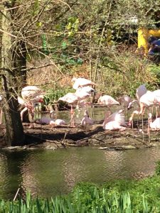 Flamingos looking flawless as usual. 