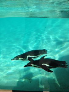 Penguins doing their thing!