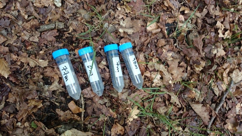 Soil cores from Whitley Wood - one every 7 m over a 100 m transect