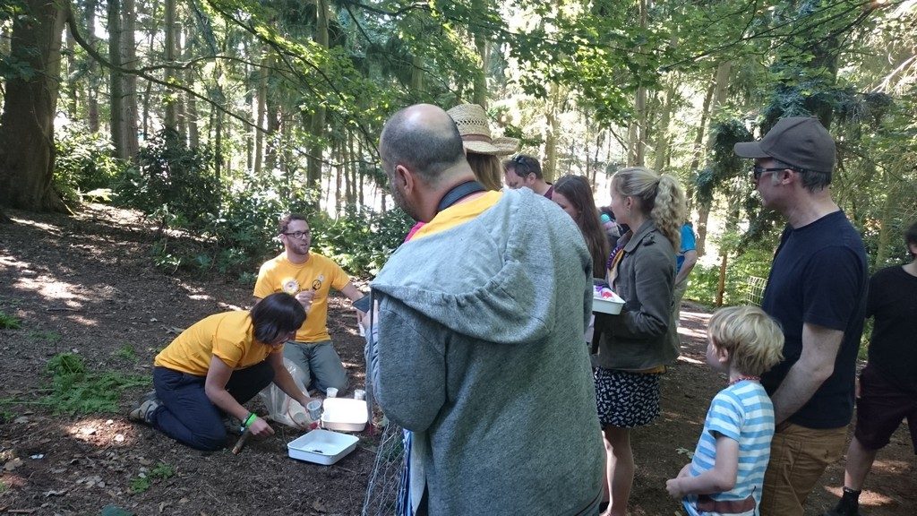 Inspecting pitfall traps for beetles and other invertebrates