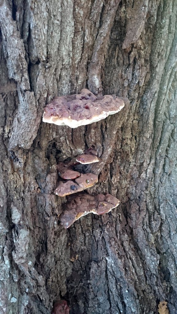 A bracket fungus on an old tree at Petworth Park, West Sussex. I think it's a Ganoderma sp.