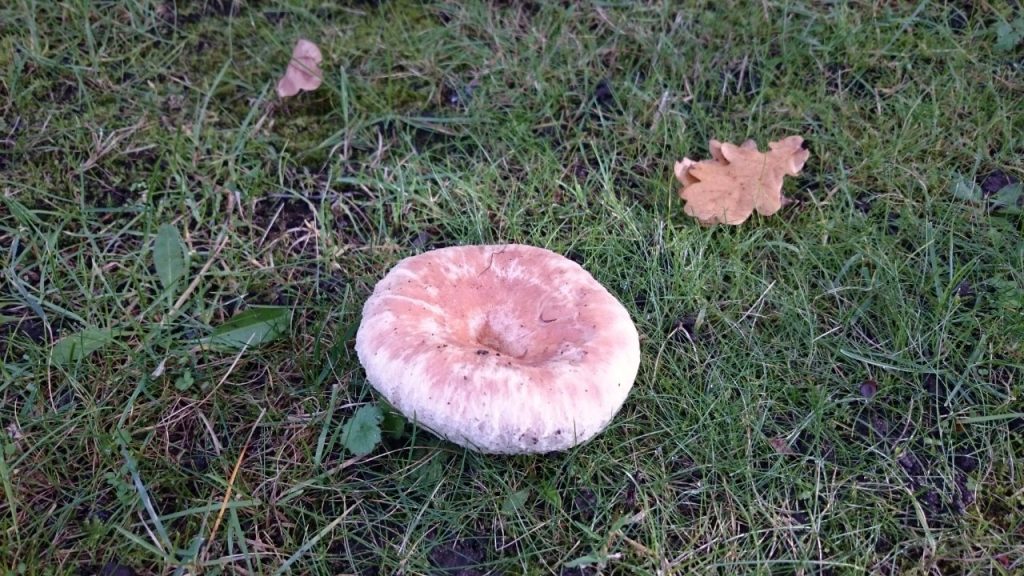 Woolly Milkcap Lactarius torminosus at Imperial College Silwood Park