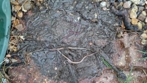 Earthworms under an old bag of compost