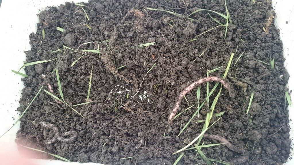 Earthworms ready for their big day