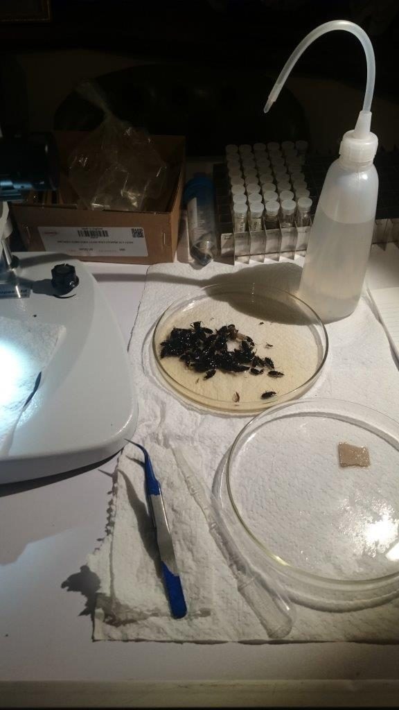 Beetles from one of my pitfall traps awaiting identification