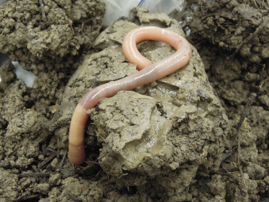 Giant Palouse Earthworm Driloleirus americanus Credit: Chris Baugher CC BY 2.0 via Wikimedia Commons